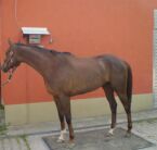 Billede