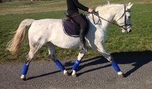 Billede