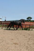Billede