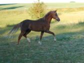 Billede