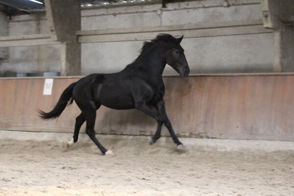 Billede