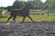 Billede