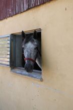 Billede