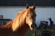 Billede