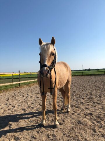 Billede