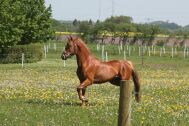 Billede