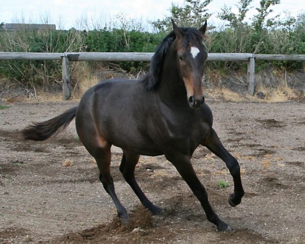Billede