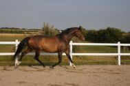 Billede