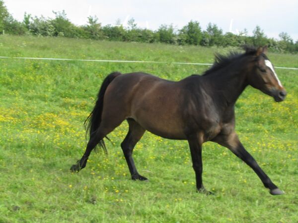 Billede