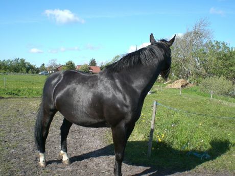 Billede