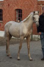 Billede