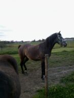 Billede