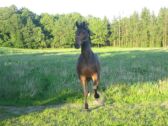 Billede
