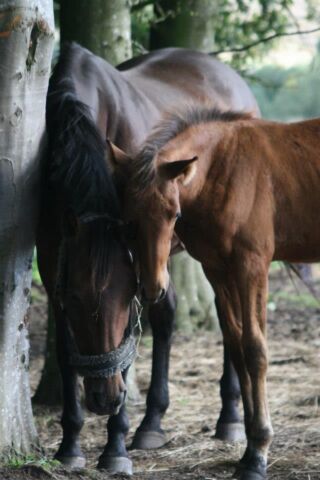Billede