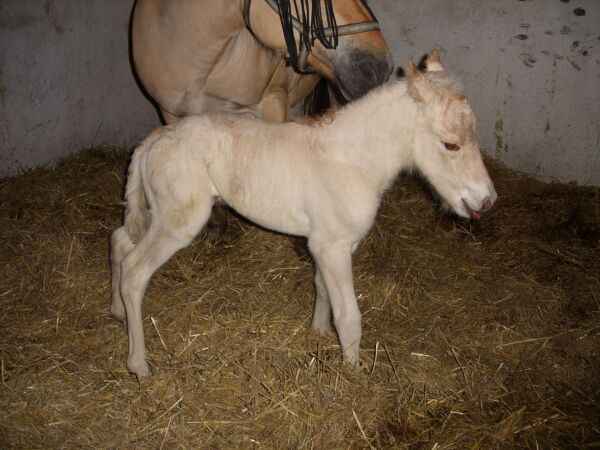 Billede