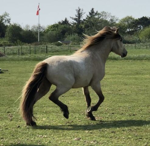 Billede