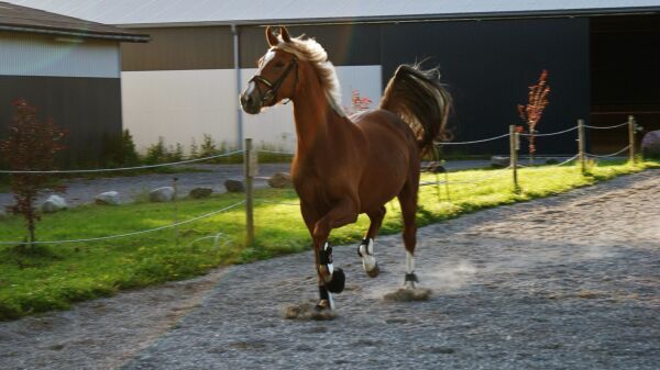 Billede