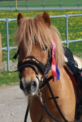 Billede