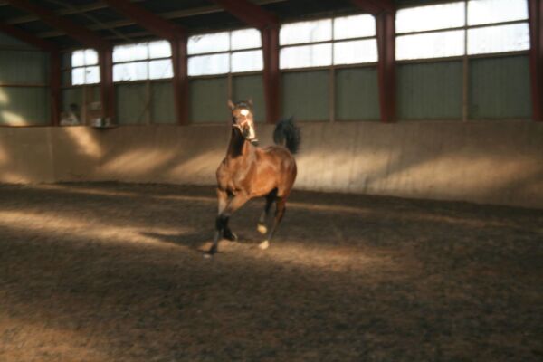 Billede