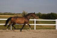 Billede