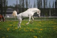 Billede