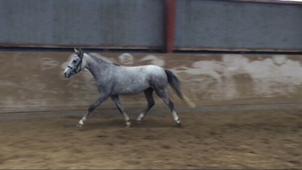 Billede
