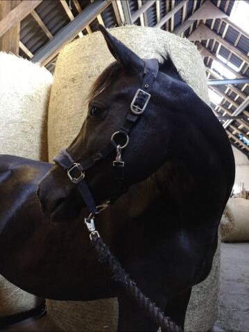 Billede