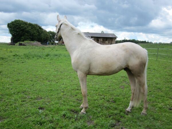 Billede