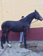 Billede