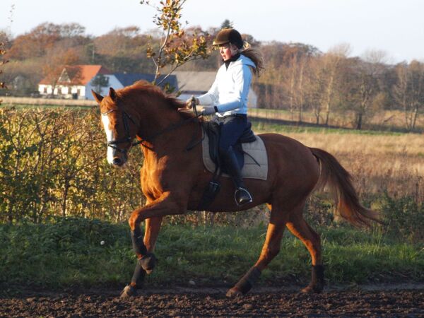 Billede