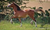 Billede