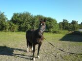 Billede