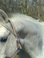 Billede