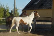 Billede
