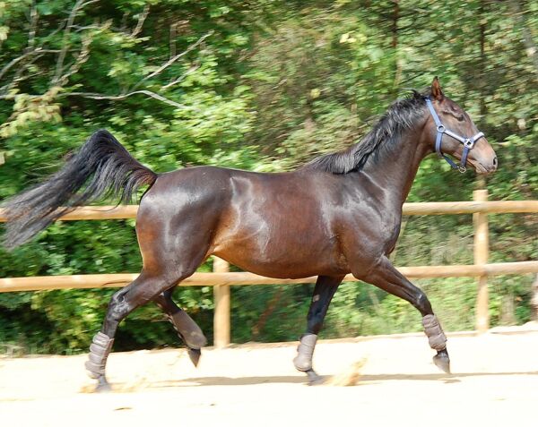 Billede