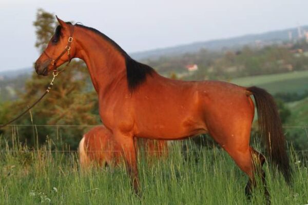 Billede