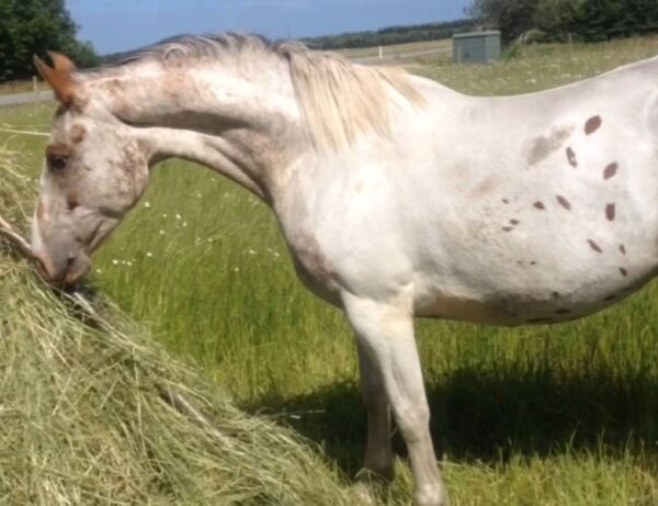 Billede