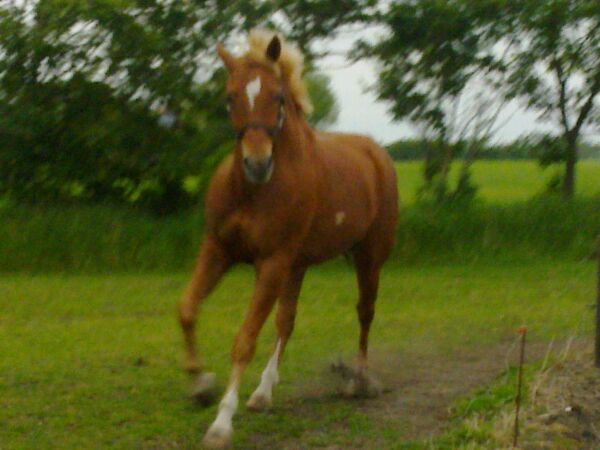 Billede