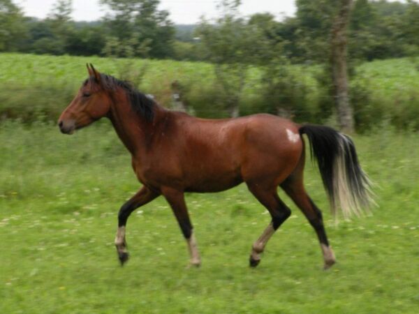 Billede