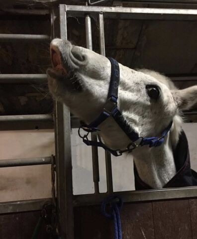 Billede