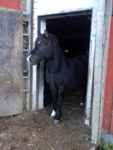 Billede