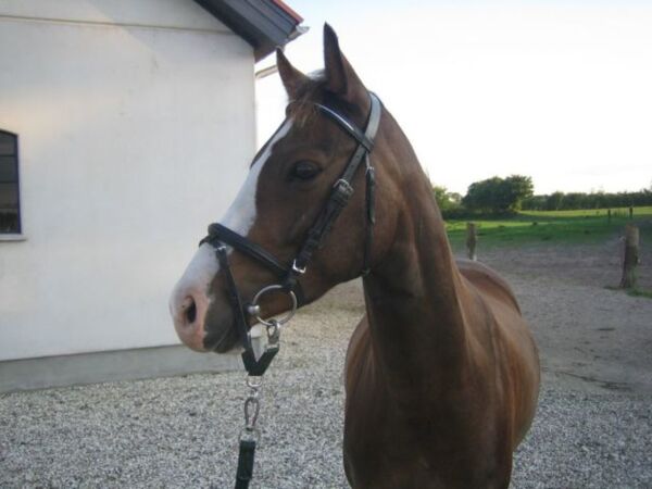Billede