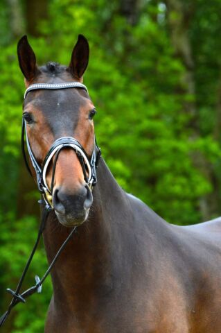 Billede