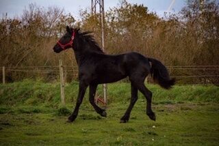 Billede
