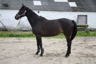 Billede