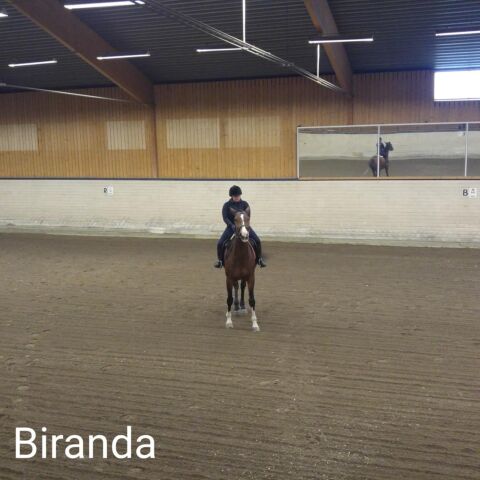 Billede