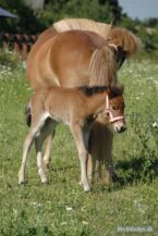Billede