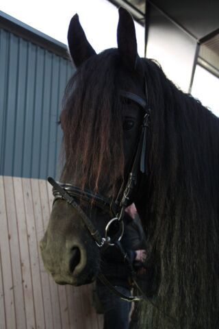 Billede