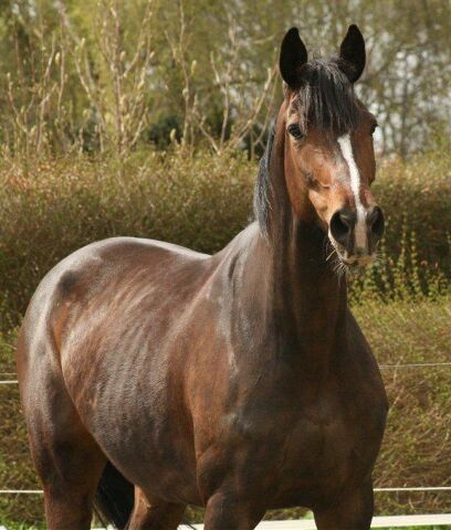 Billede