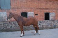 Billede